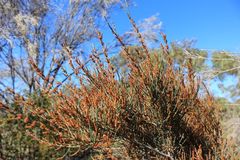 Allocasuarina striata