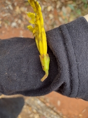 Handroanthus serratifolius