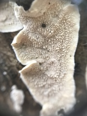 Cerrenaceae