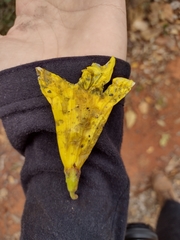 Handroanthus serratifolius
