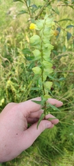 Rhinanthus serotinus