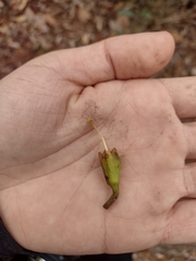 Handroanthus serratifolius