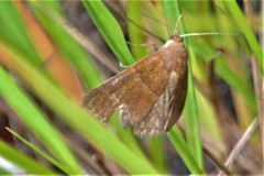 Argyrostrotis quadrifilaris