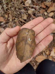 Handroanthus serratifolius