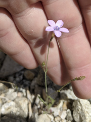 Saltugilia latimeri