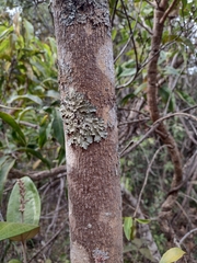 Handroanthus serratifolius