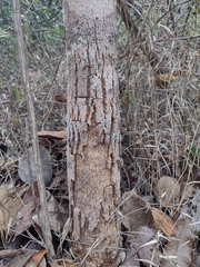 Handroanthus serratifolius
