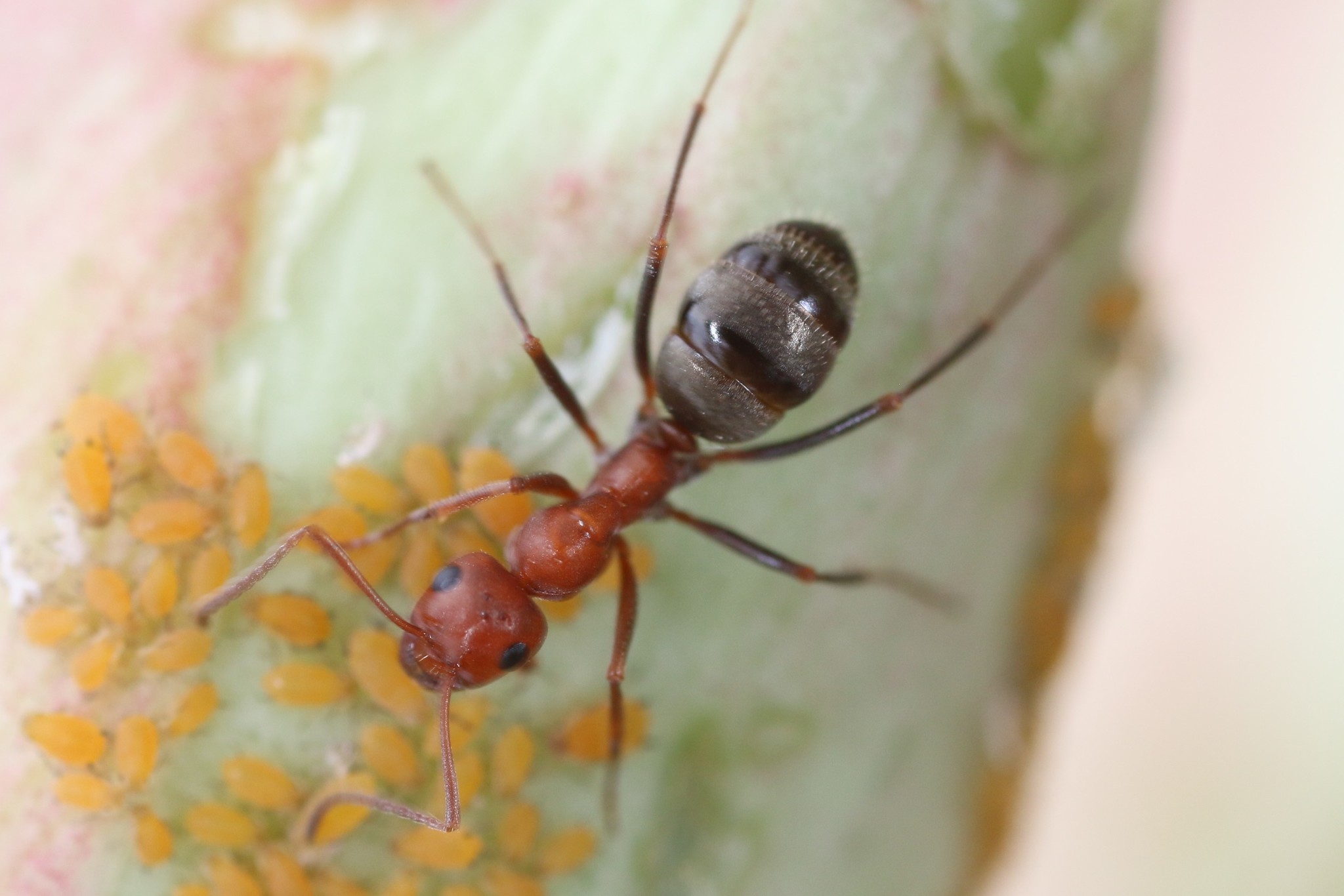 Formica obtusopilosa