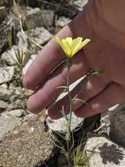 Calycoseris parryi