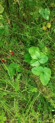 Fragaria × ananassa