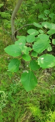 Populus tremula