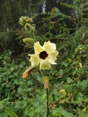 Hibiscus diversifolius