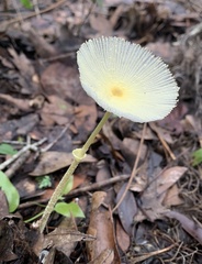 Leucocoprinus fragilissimus image