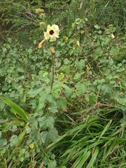 Hibiscus diversifolius