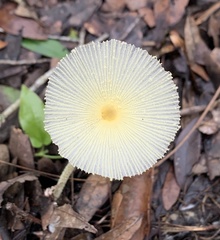 Leucocoprinus fragilissimus image