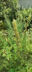 Urtica dioica