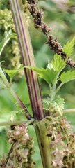 Urtica dioica