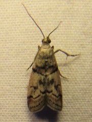 Promylea lunigerella