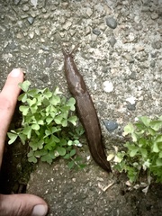 Limax maximus