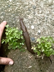 Limax maximus