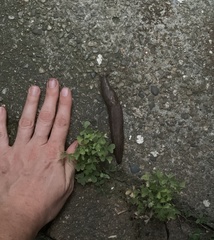 Limax maximus