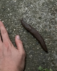 Limax maximus