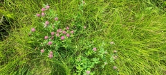 Trifolium pratense