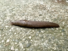 Limax maximus