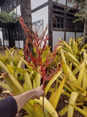 Aechmea blanchetiana