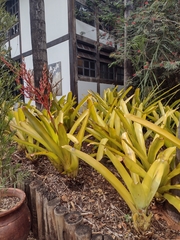 Aechmea blanchetiana
