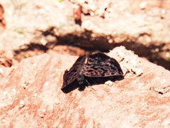 Cycloglypha thrasibulus