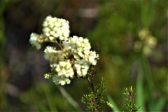 Polygonum dentoceras