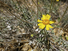 Encelia actoni
