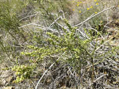 Ambrosia salsola