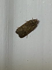 Glyphidocera juniperella