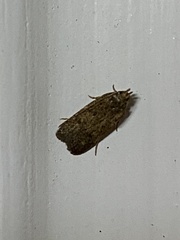 Glyphidocera juniperella