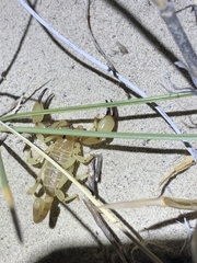 Anuroctonus phaiodactylus