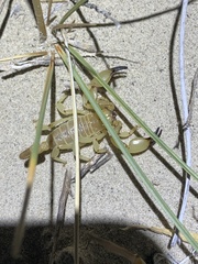 Anuroctonus phaiodactylus