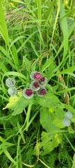 Arctium tomentosum