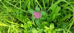 Trifolium pratense