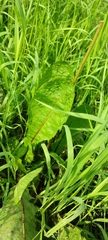 Taraxacum officinale