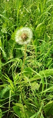 Taraxacum officinale