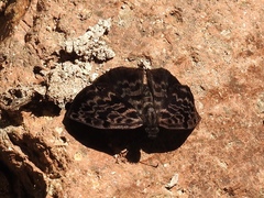 Cycloglypha thrasibulus