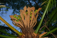Cycas seemannii
