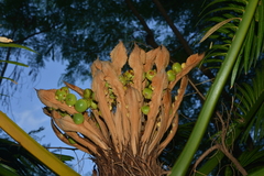 Cycas seemannii