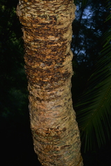 Cycas seemannii
