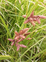 Bolboschoenus robustus