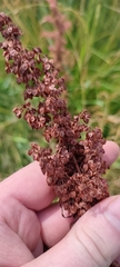 Rumex pseudonatronatus