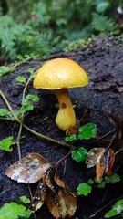 Gymnopilus chilensis