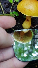 Gymnopilus chilensis